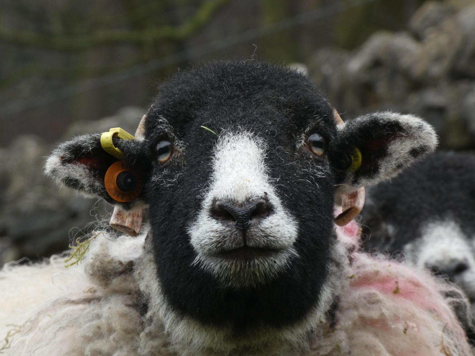 Swaledale sheep — Peak District, Derbyshire